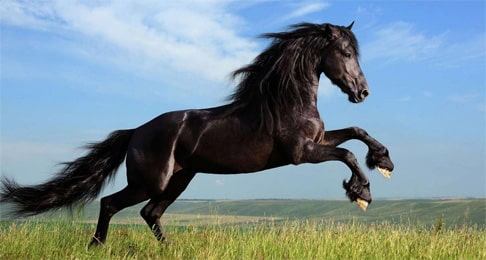 Cheval noir détendu par une séance de Shiatsu équin.